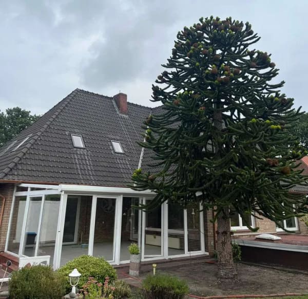Immobilie in Uplengen - Großzügiger Bungalow in Uplengen - Bild 2