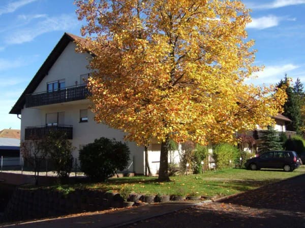 Immobilie in Dobel - Charmante 1-Zimmer-Wohnung mit Balkon in Dobel - Bild 0