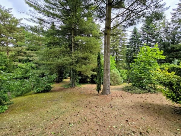 Immobilie in Bad Schmiedeberg - Kleines feines aber Wochenendhaus mit Potential auf großem Grundstück im Naturpark Dübener Heide - Bild 2