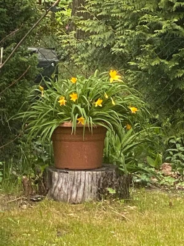Immobilie in Hohen Neuendorf - ⭐ Eigentumsgarten mit Bungalow in Borgsdorf PROVISIONSFREI ⭐ - Bild 4