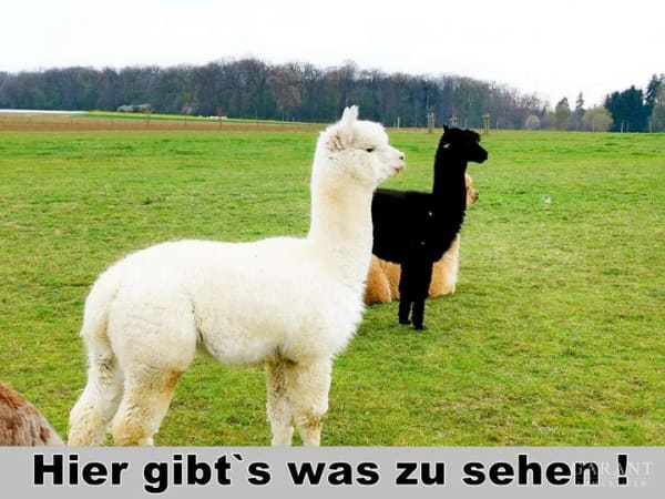 Immobilie in Gerstetten - *** Große Vorfreude  *** - Bild 0