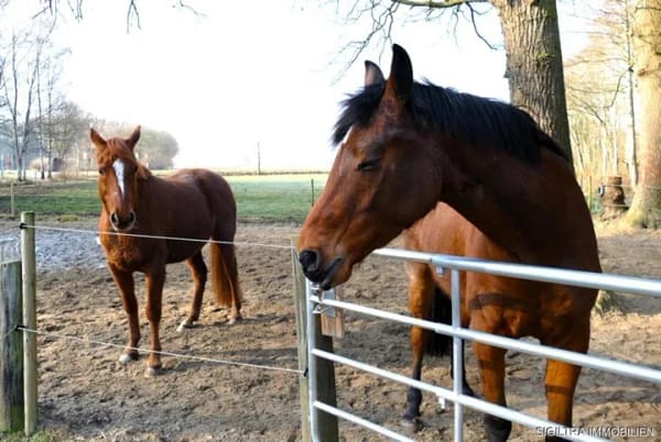 Immobilie in Merzen - Provisionsfrei! Leben mit Pferden – Freiraum, Ruhe und ein Zuhause mit Perspektive- Pferdeimmobilie - Bild 0
