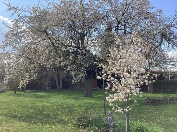 Immobilie in Blankenhain - Freistehendes EFH im Landhausstil: weitläufiges Grundstück am Feldrand, Doppelgarage & Carport - Bild 3