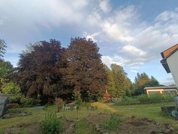 Immobilie in Ulrichstein - Gemeinschafts-/Mehrgenerationenwohnen ist hier möglich! - Bild 3