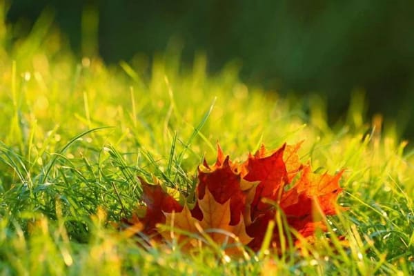 Immobilie in Volxheim - Den nächsten Herbst im eigenen EFH inkl. Baugrundstück in bester Lage genießen-BIEN ZENKER IHR BAUPA - Bild 0
